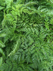 Conioselinum