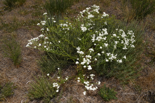 Image of Lepidium eastwoodiae by (c) Brian Finzel, some rights reserved (CC BY-SA)