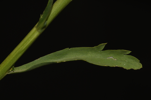 Image of Lepidium eastwoodiae by (c) Brian Finzel, some rights reserved (CC BY-SA)