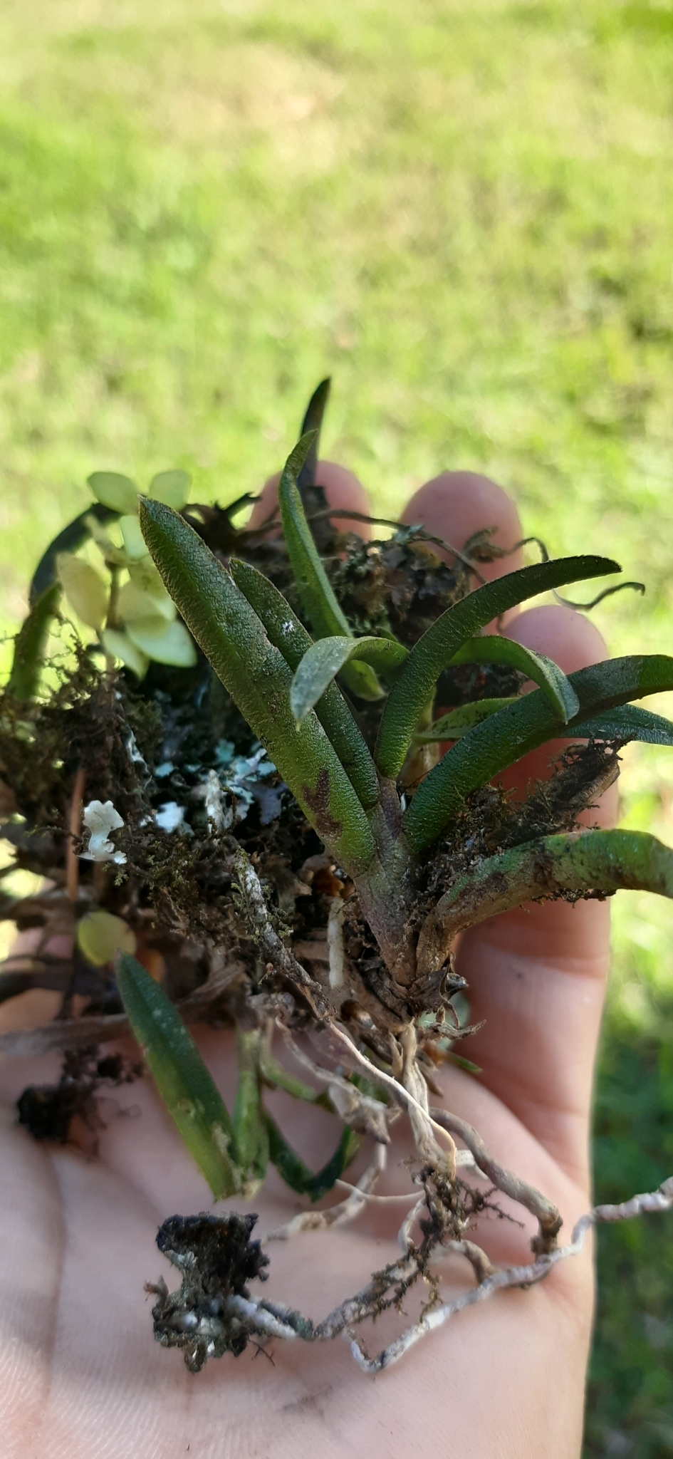 Epidendrum rhodovandoides Hágsater 4