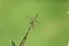 Sympetrum semicinctum