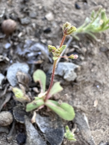 hairy-flower wild buckwheat (Eriogonum hirtiflorum)