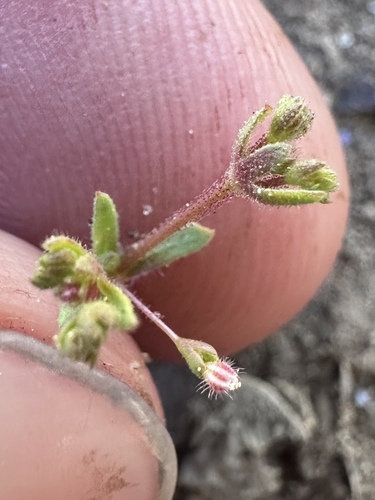 Image of Eriogonum hirtiflorum by (c) Matt Berger, some rights reserved (CC BY)