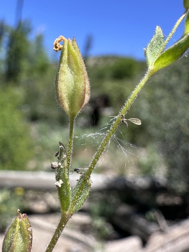 Image of Erythranthe inflatula by (c) Matt Berger, some rights reserved (CC BY)