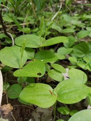 Neottia convallarioides