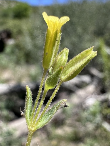 Image of Ephemeral Monkeyflower (Erythranthe inflatula) by (c) Matt Berger, some rights reserved (CC BY)