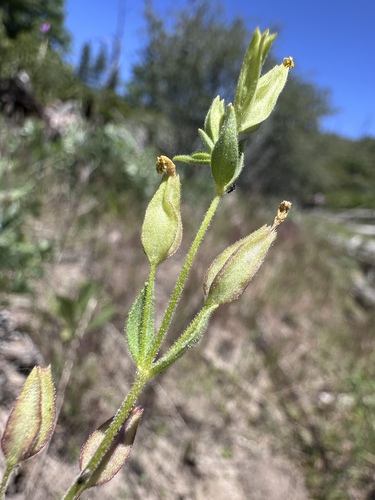 Image of Erythranthe inflatula by (c) Matt Berger, some rights reserved (CC BY)