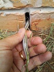 Tropidoclonion lineatum