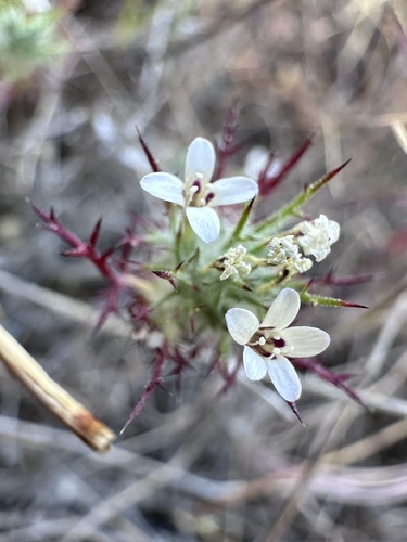 Image of Navarretia heterandra by (c) Matt Berger, some rights reserved (CC BY)