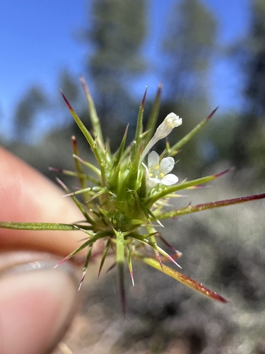 awl-leaved navarretia (Navarretia subuligera)