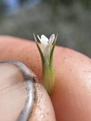 Image of Navarretia subuligera by (c) Matt Berger, some rights reserved (CC BY)