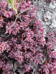 Chorizanthe polygonoides var. polygonoides