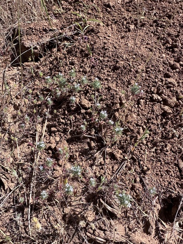 Tehama navarretia (Navarretia heterandra)