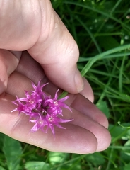 Allium brevistylum