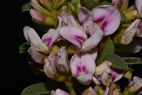 Image of Lespedeza stuevei by (c) Brian Finzel, some rights reserved (CC BY-SA)