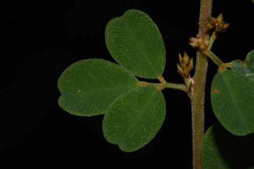Image of Lespedeza stuevei by (c) Brian Finzel, some rights reserved (CC BY-SA)