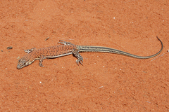 Rusty Desert Monitor photo 2