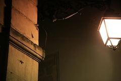 Tarentola mauritanica