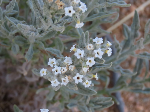 Image of Heliotropium tubulosum by no rights reserved