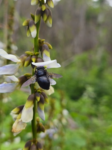 Image of Calopogonium caeruleum by (c) Giovana A. Valencia, some rights reserved (CC BY)