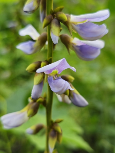 Image of Calopogonium caeruleum by (c) Giovana A. Valencia, some rights reserved (CC BY)
