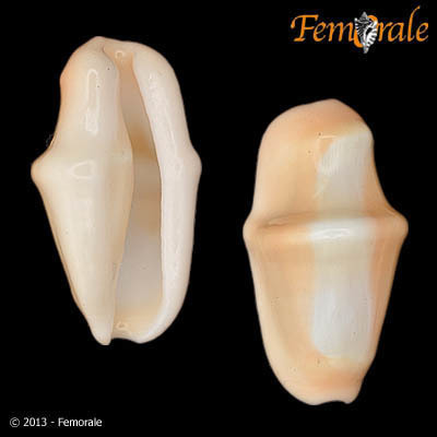 Cyphoma