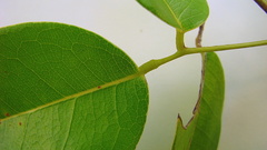 Rourea doniana