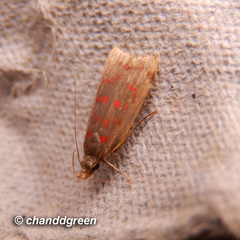 Dichomeris sandycitis