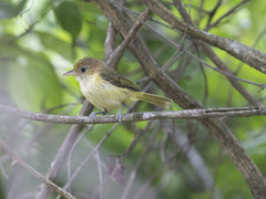 Pachysylvia aurantiifrons