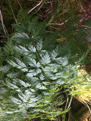Conioselinum