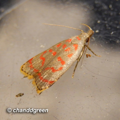 Dichomeris sandycitis