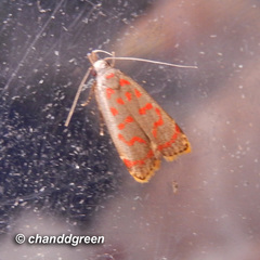 Dichomeris sandycitis