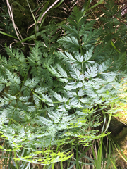 Conioselinum