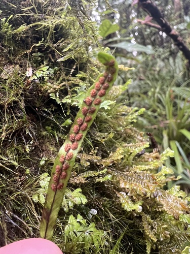 Image of Notogrammitis angustifolia by (c) Hannah Rogers, some rights reserved (CC BY)