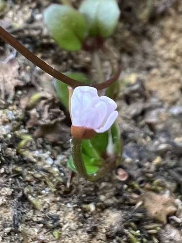 Image of Epilobium nerterioides by (c) Hannah Rogers, some rights reserved (CC BY)