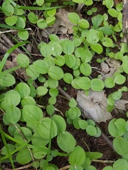 Neottia convallarioides