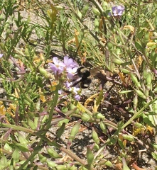 Anthophora bomboides