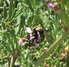 Anthophora bomboides