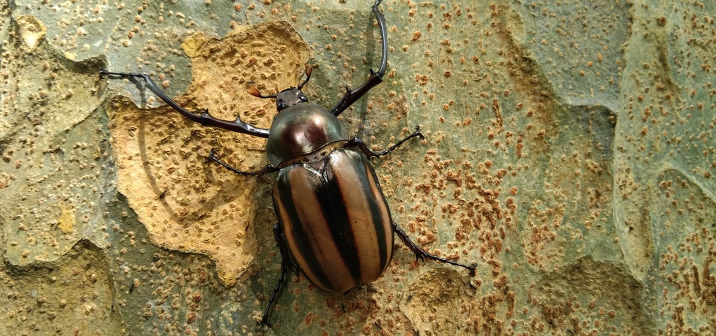 Euchirus dupontianus