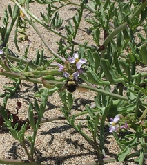 Anthophora bomboides