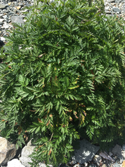 Conioselinum