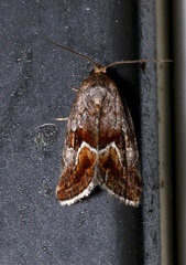 Deltote bellicula