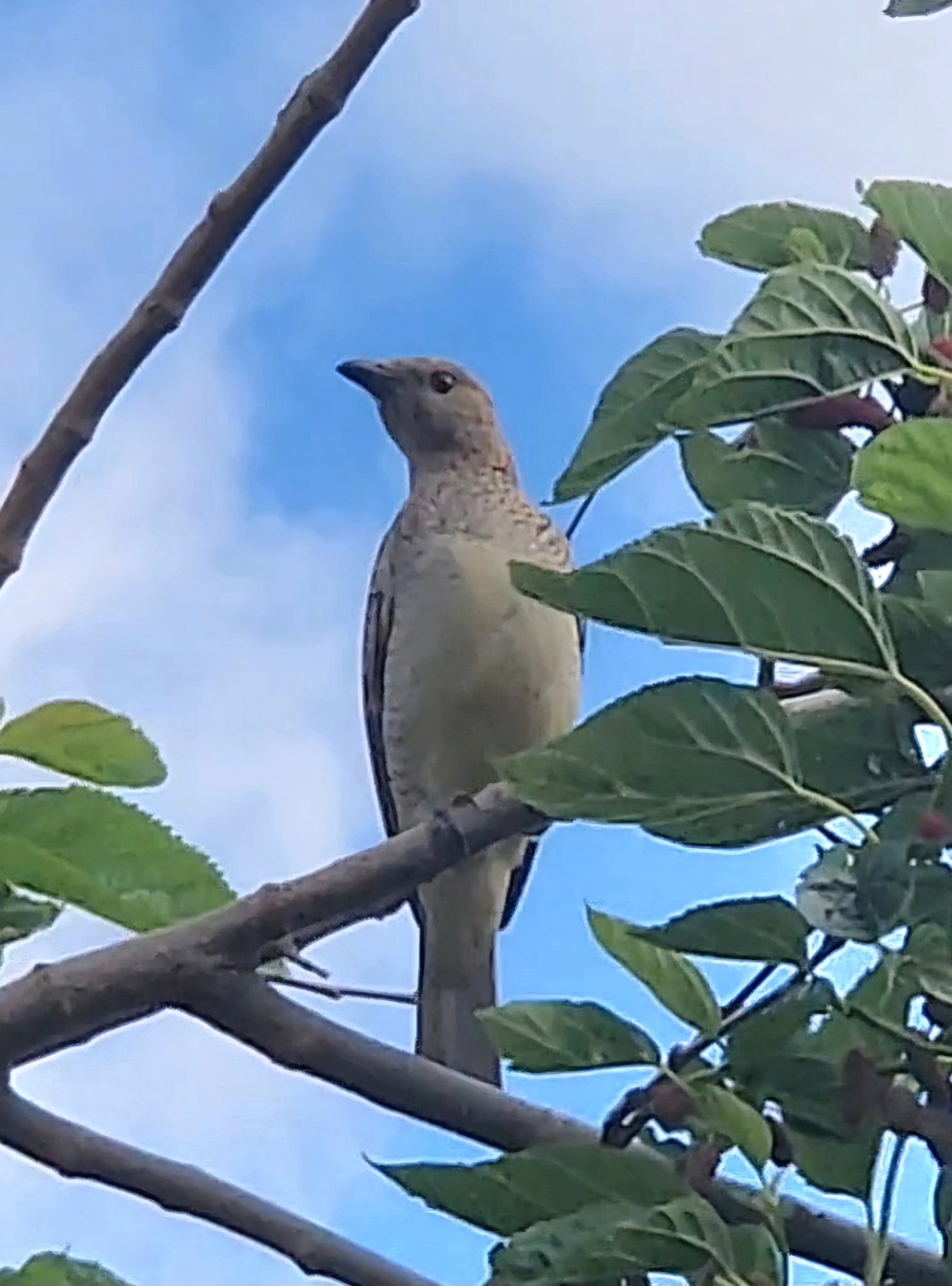 Spotted Bowerbird (Chlamydera maculata)