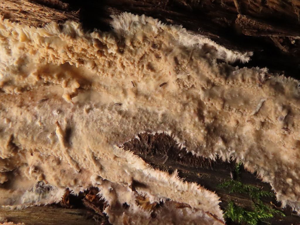 Lilaceophlebia tuberculata