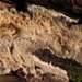 Lilaceophlebia tuberculata - Photo (c) Иван Матершев,  זכויות יוצרים חלקיות (CC BY-NC), הועלה על ידי Иван Матершев
