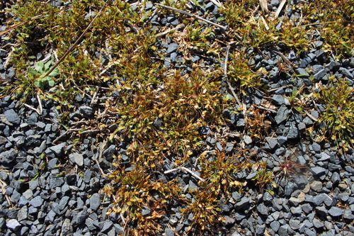Image of Isolepis levynsiana by (c) Joe Dillon, some rights reserved (CC BY)