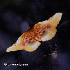 Pyrinioides sinuosus