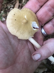 Amanita sinicoflava