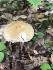 Amanita sinicoflava