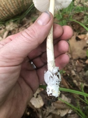 Amanita sinicoflava